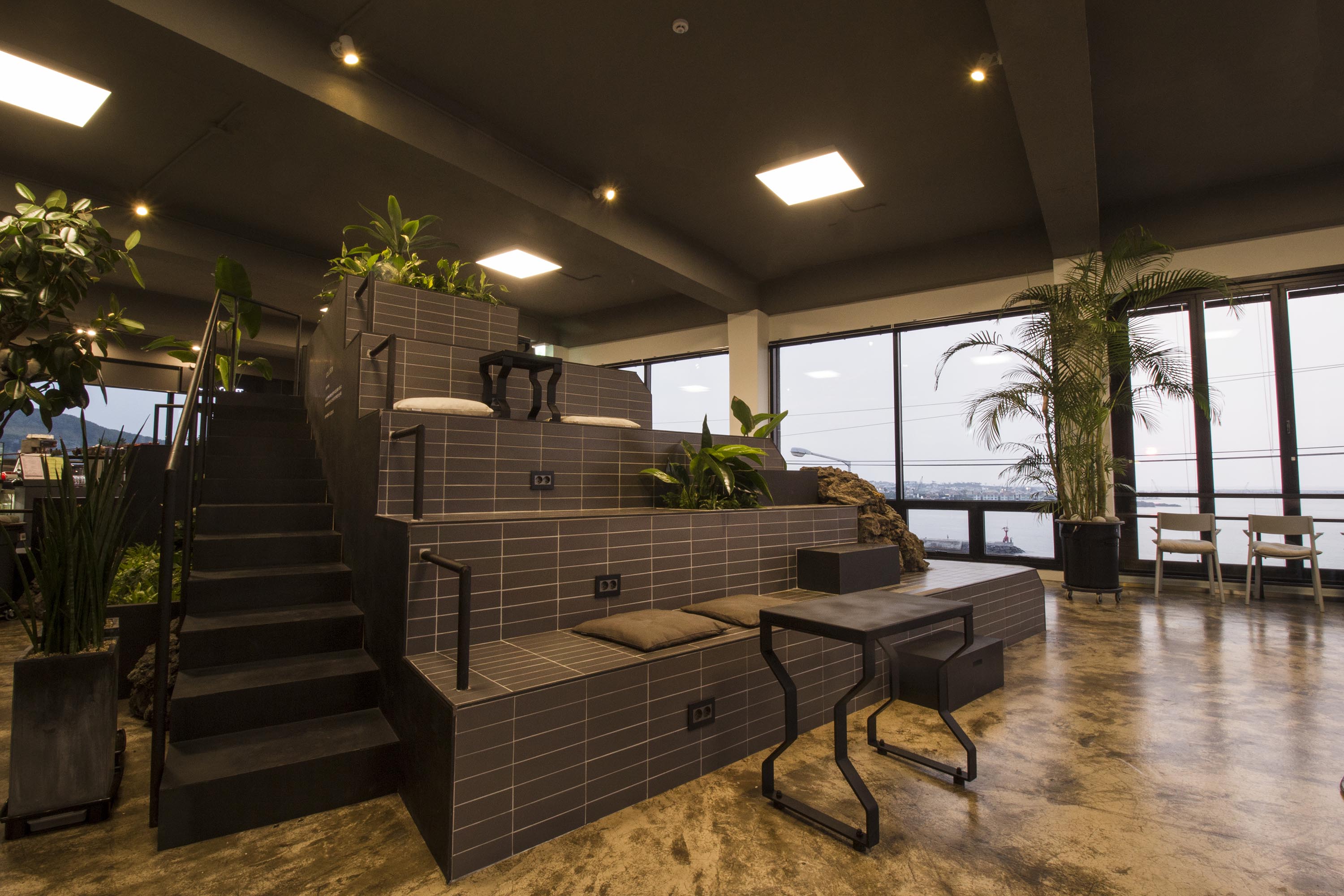 Koala Coffee Aewol THE FIRST PENGUIN